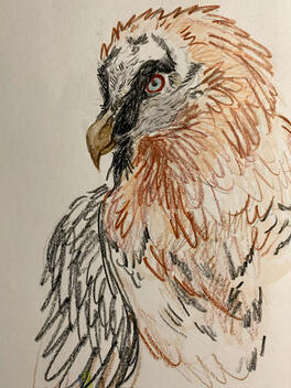 Bearded vulture